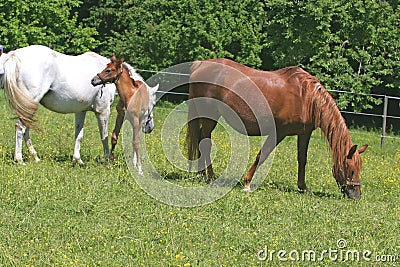 Beautiful horses Stock Photo