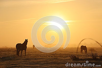 Horses in a foggy landscape at sunrise Stock Photo