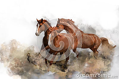 Beautiful horses kicking up dust while running on white background Stock Photo