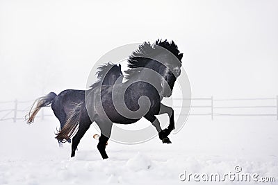 Beautiful horses running in winter Stock Photo