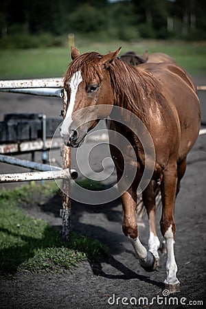 beautiful horses in a stud farm Stock Photo