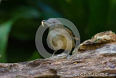 Beautiful Horsfield`s Babbler in nature Stock Photo
