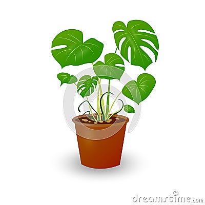 Beautiful houseplant in a pot isolated on white Vector Illustration