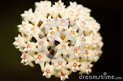 Beautiful Hoya parasitica Roxb. Wall. Ex Wight with nectar. Isolate White flower on black background. Fantastic texture. Bright Stock Photo