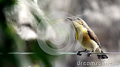 Beautiful Humming Bird going to prepare her nest Stock Photo