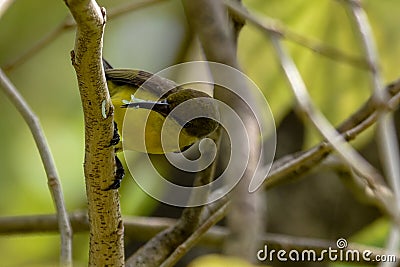 A beautiful humming bird in the jungle Stock Photo