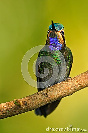 Beautiful hummingbird. Blue and green small bird from mountain cloud forest in Costa Rica. Magnificent Hummingbird, Eugenes Stock Photo