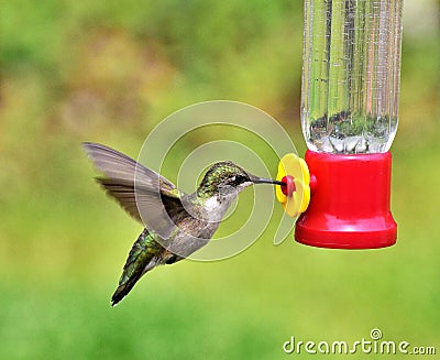Beautiful Hummingbird wings Stock Photo