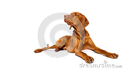 Beautiful hungarian vizsla dog full body studio portrait. Dog lying down and looking to the side over white background. Stock Photo