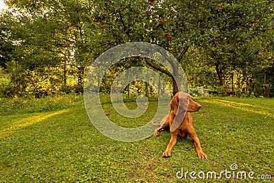 Beautiful hungarian vizsla dog garden portrait. Vizsla hunting dog lying down in the garden during summer sunset. Front view. Stock Photo