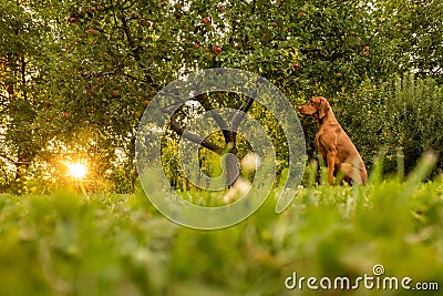 Beautiful hungarian vizsla dog garden portrait. Vizsla hunting dog sitting in the garden during summer sunset. Side view. Stock Photo