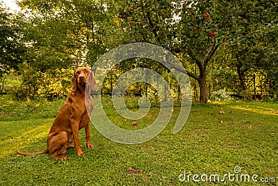 Beautiful hungarian vizsla dog garden portrait. Vizsla hunting dog sitting in the garden during summer sunset. Side view. Stock Photo