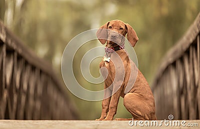 Beautiful hungarian vizsla dog on the wooden bridge Stock Photo