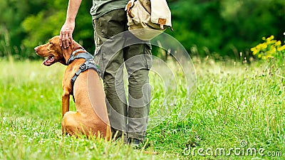 Beautiful Hungarian Vizsla puppy and its owner during obedience training outdoors. Heel command back view. Stock Photo