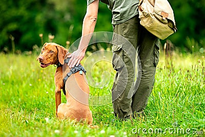 Beautiful Hungarian Vizsla puppy and its owner during obedience training outdoors. Heel command back view. Stock Photo