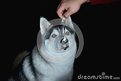 Beautiful husky dog licks a spoon with food Stock Photo