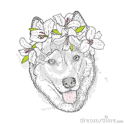 Beautiful Husky in a wreath of lilies. Lovely puppy in a flower wreath. Pedigree dog. Vector illustration. Vector Illustration