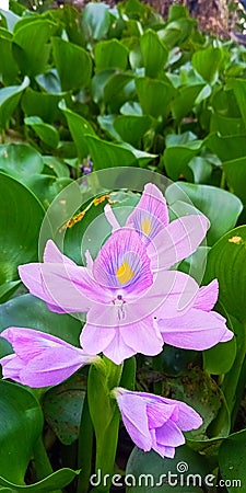 the beautiful hyacinth flower has a nice purple color Stock Photo