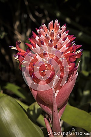 Beautiful Hybrid aloe flower in a forest Stock Photo