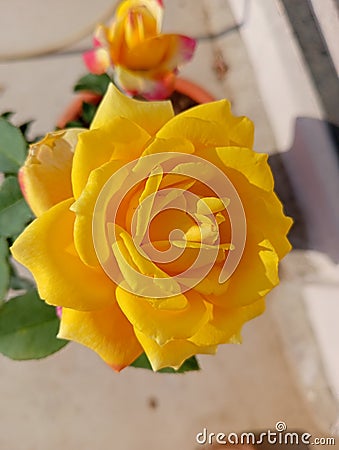 Beautiful Hybrid Rose bicolour Stock Photo