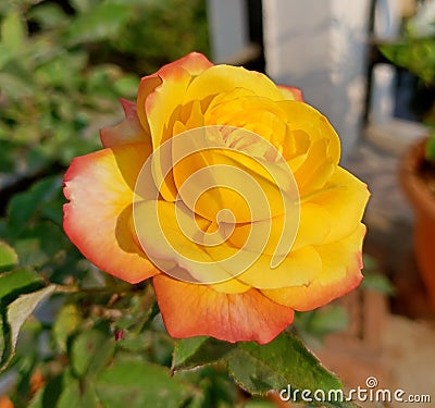 Beautiful hybrid rose Yellow with Red border Stock Photo