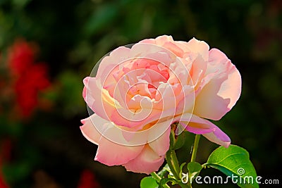 A beautiful hybrid tea rose blooms in the garden. Stock Photo
