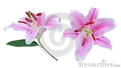 Beautiful hybrids pink lily flowers with green leaf of Lilium true lilies the herbaceous flowering plant growing from bulbs Stock Photo