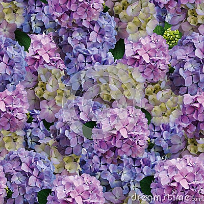 Beautiful hydrangea flowers background Stock Photo