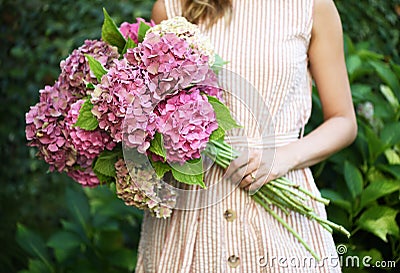 Beautiful hydrangea flowers Stock Photo