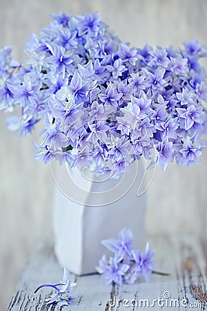 Beautiful hydrangea flowers . Stock Photo