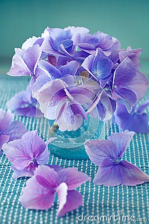 Beautiful hydrangea flowers Stock Photo