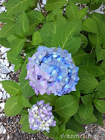 Beautiful hydrangeas Blues and Purple Colors Stock Photo