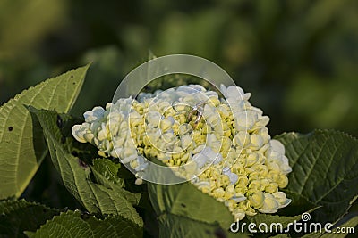 Beautiful hydrangeas flower garden Stock Photo