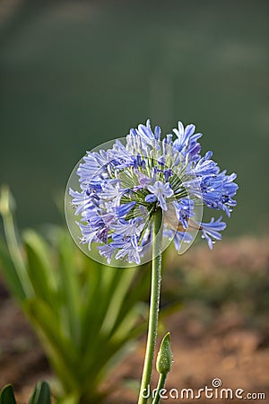 Beautiful hydrangeas flower garden Stock Photo