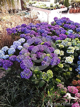 Beautiful hydrangeas in a flower shop please customers with their blooming. Stock Photo