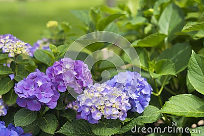 Beautiful hydrangeas in flower in springtime Stock Photo