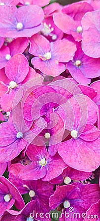 beautiful hydrangeas pink growing in the garden Stock Photo