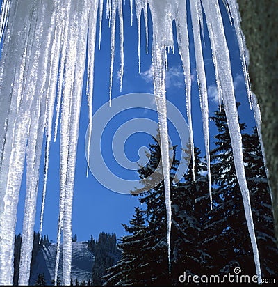 Beautiful icicles Stock Photo