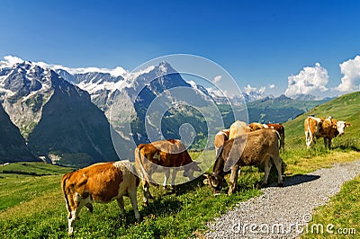 Beautiful idyllic alpine landscape with cows, Alps mountains and countryside in summer Stock Photo