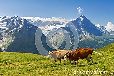 Beautiful idyllic alpine landscape with cows, Alps mountains and countryside in summer Stock Photo