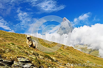 Beautiful idyllic alpine landscape with sheep and Matterhorn mountain, Alps mountains and countryside in summer, Zermatt Stock Photo