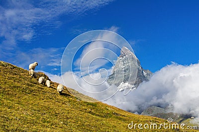 Beautiful idyllic alpine landscape with sheep and Matterhorn mountain, Alps mountains and countryside in summer, Zermatt Stock Photo