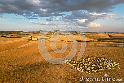 Beautiful idyllic late summer landscape of Toscana with plants, hills, trees and fields with sheep Stock Photo