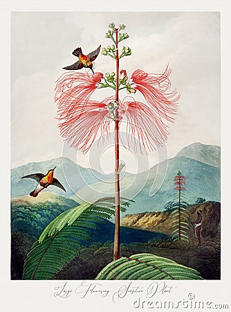 Beautiful flower illustration. Large Flowering Sensitive Plant Cartoon Illustration