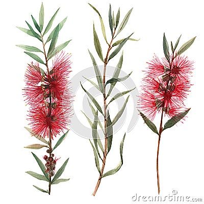 Watercolor australian callistemon flowers illustration Cartoon Illustration