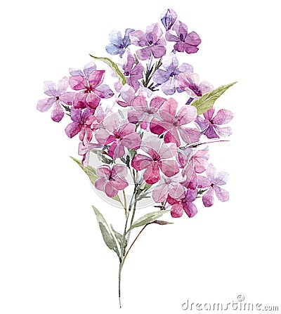 Watercolor phlox flowers Cartoon Illustration