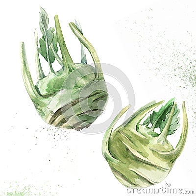 Watercolor kohlrabi vegetable Cartoon Illustration