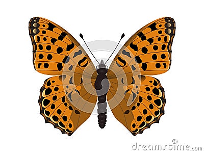 Issoria lathonia. The Queen of Spain fritillary butterfly Vector Illustration