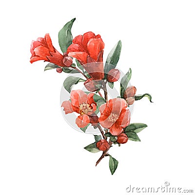 Watercolor pomegranate flowers Cartoon Illustration