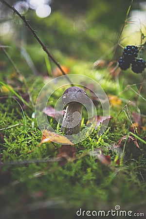 Small Cep Bolete Mushroom in an Autumnal Forest Scene Stock Photo